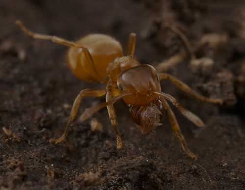 YELLOW MEADOW ANTS