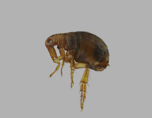 Cat Flea