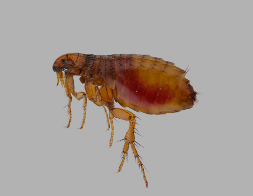 Dog Flea