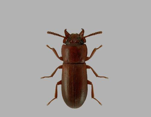 BROADHORNED FLOUR BEETLE