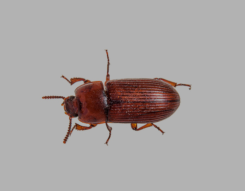 CONFUSED FLOUR BEETLE