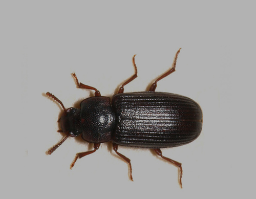 FLAT GRAIN BEETLE