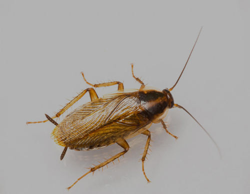 GERMAN COCKROACH