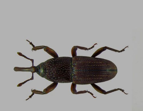 GRAIN WEEVIL