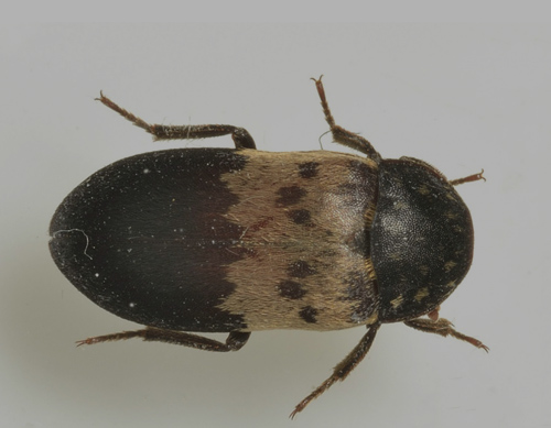 LARDER BEETLE