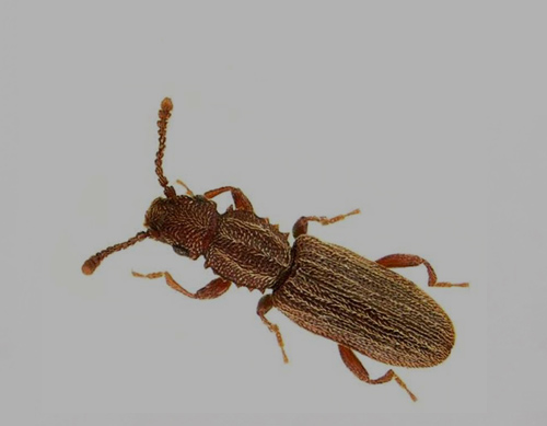 SAW TOOTHED GRAIN BEETLE