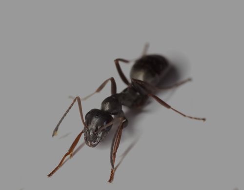 BLACK ANT