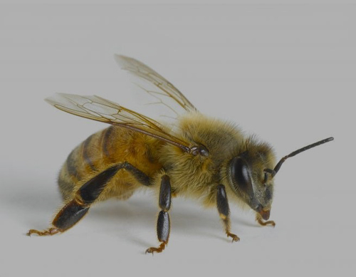 HONEY BEE