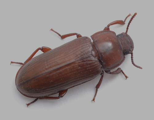 RED RUST FLOWER BEETLE