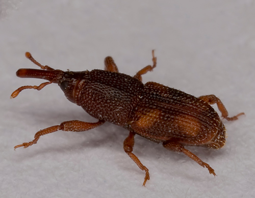 RICE WEEVIL