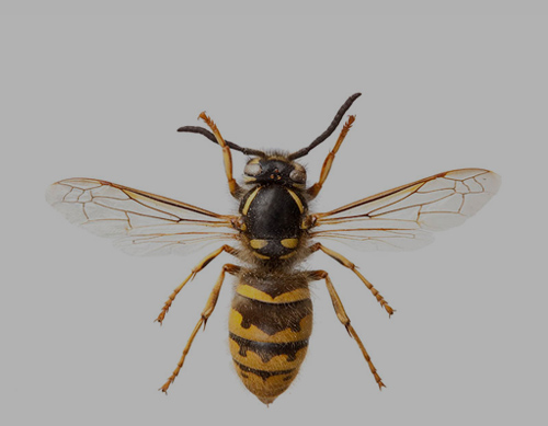 WASPS