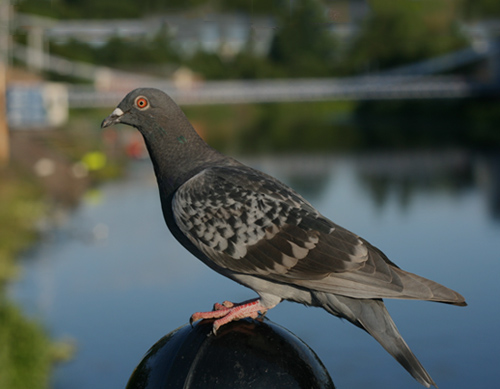 BIRD CONTROL