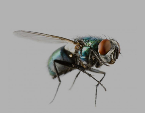 Blow Fly