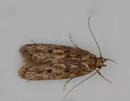 Brown House Moth