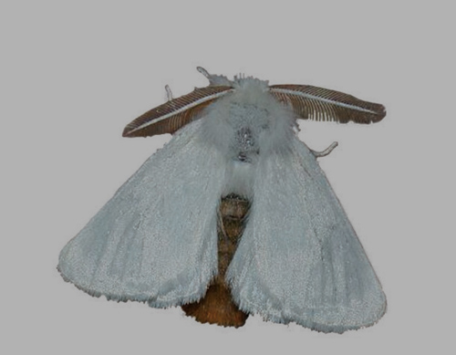 Browntail Moth