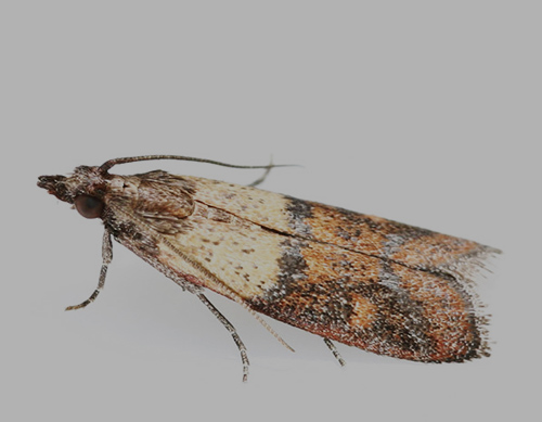 Indian meal moth