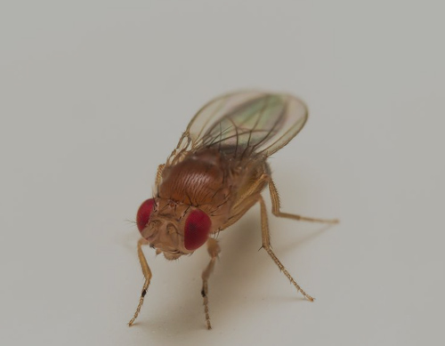 Fruit Fly