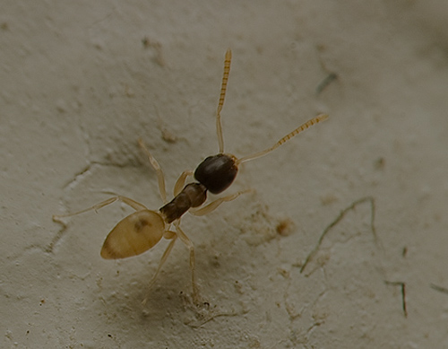 PHAROH ANT