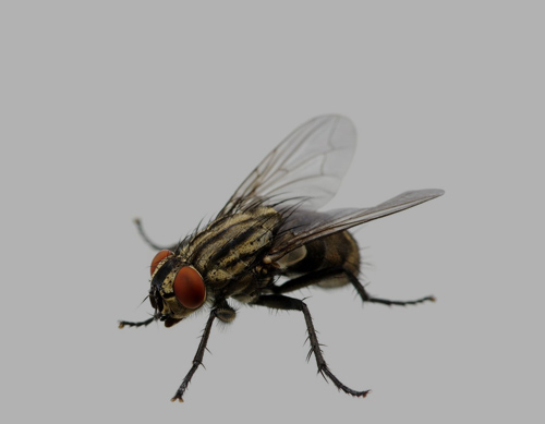 House fly