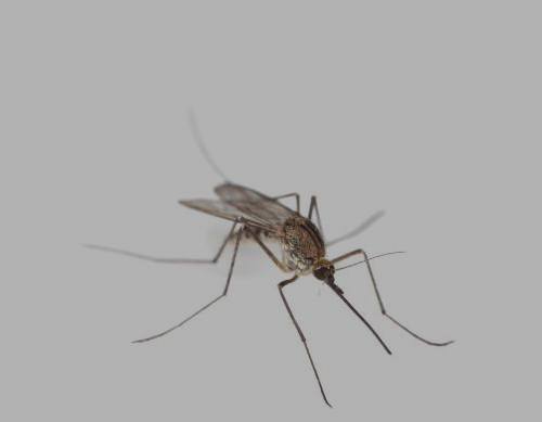 Mosquito