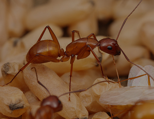 RED WOOD ANTS